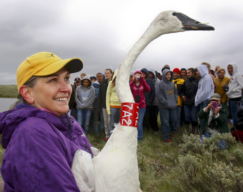 Trumpeter swan being released in Ovando, MT