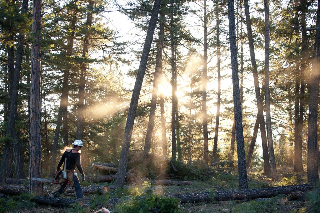Forestry worker walking through a forest