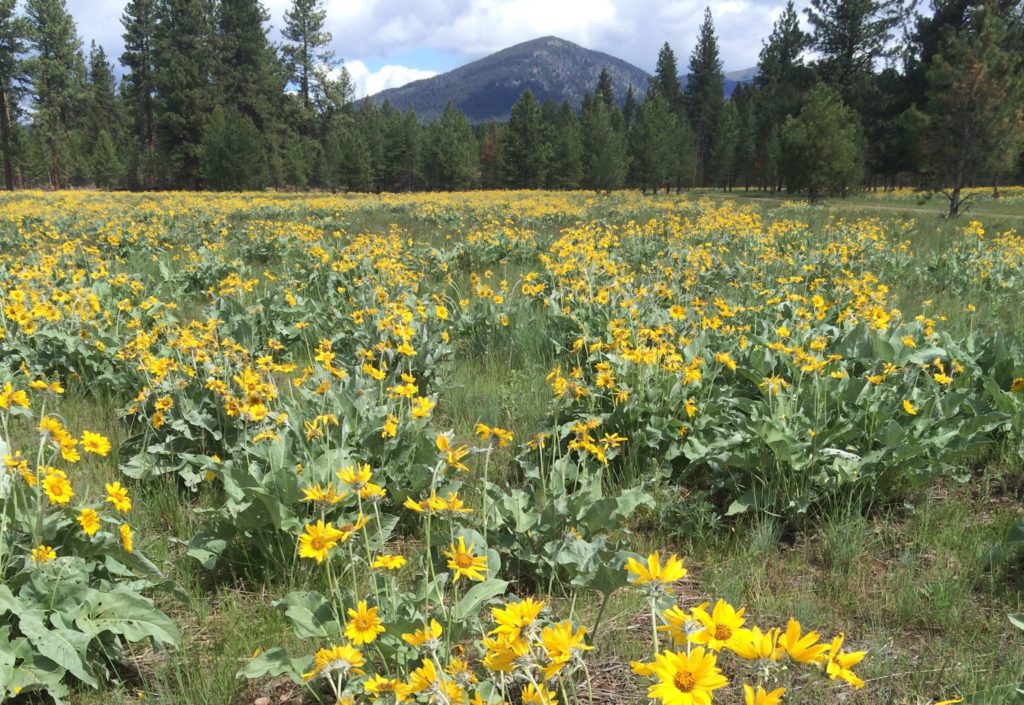 Wildflowers in front of a mountain