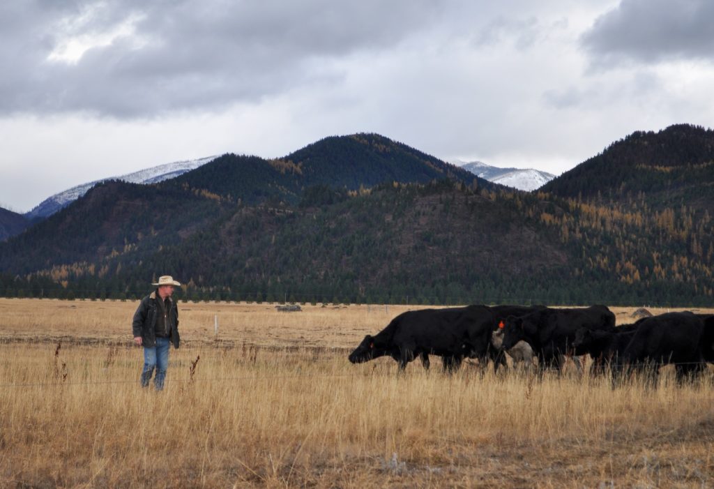 Rancher standing next to cattle in a field